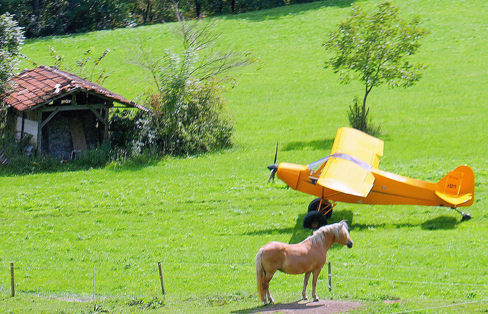 Pferd und Flugzeug
