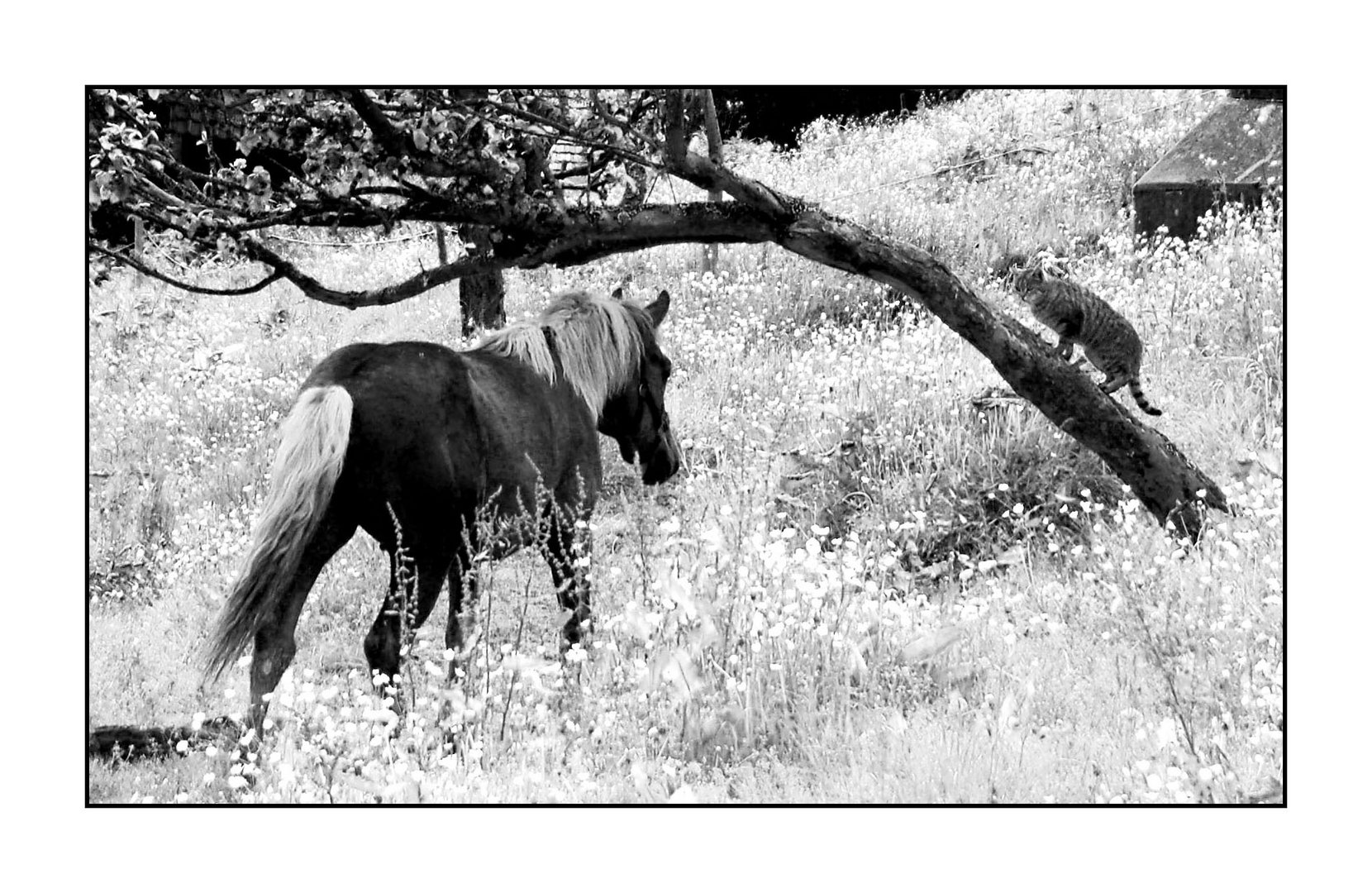 Pferd und Katze