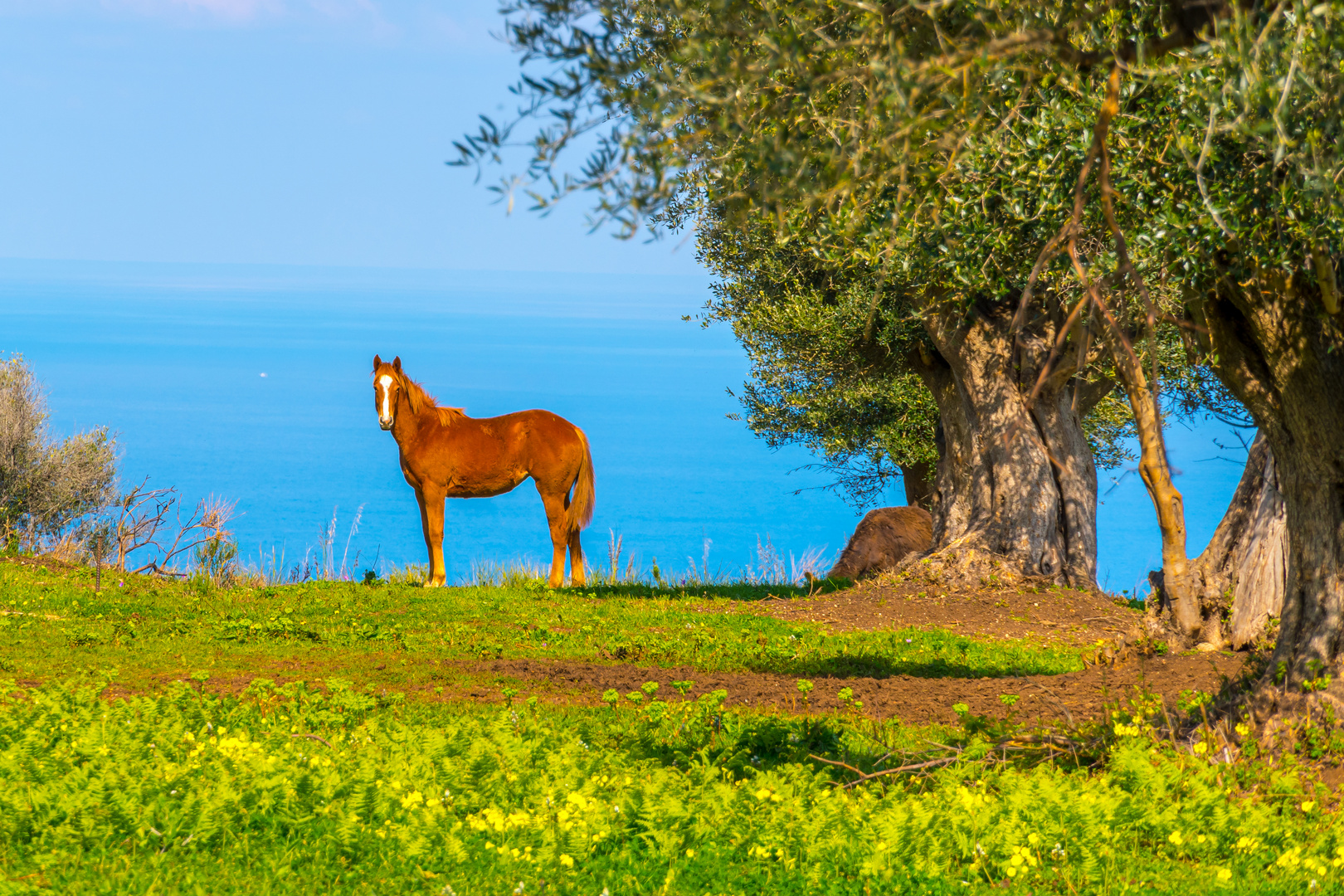 Pferd und Meer