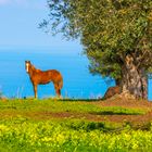 Pferd und Meer