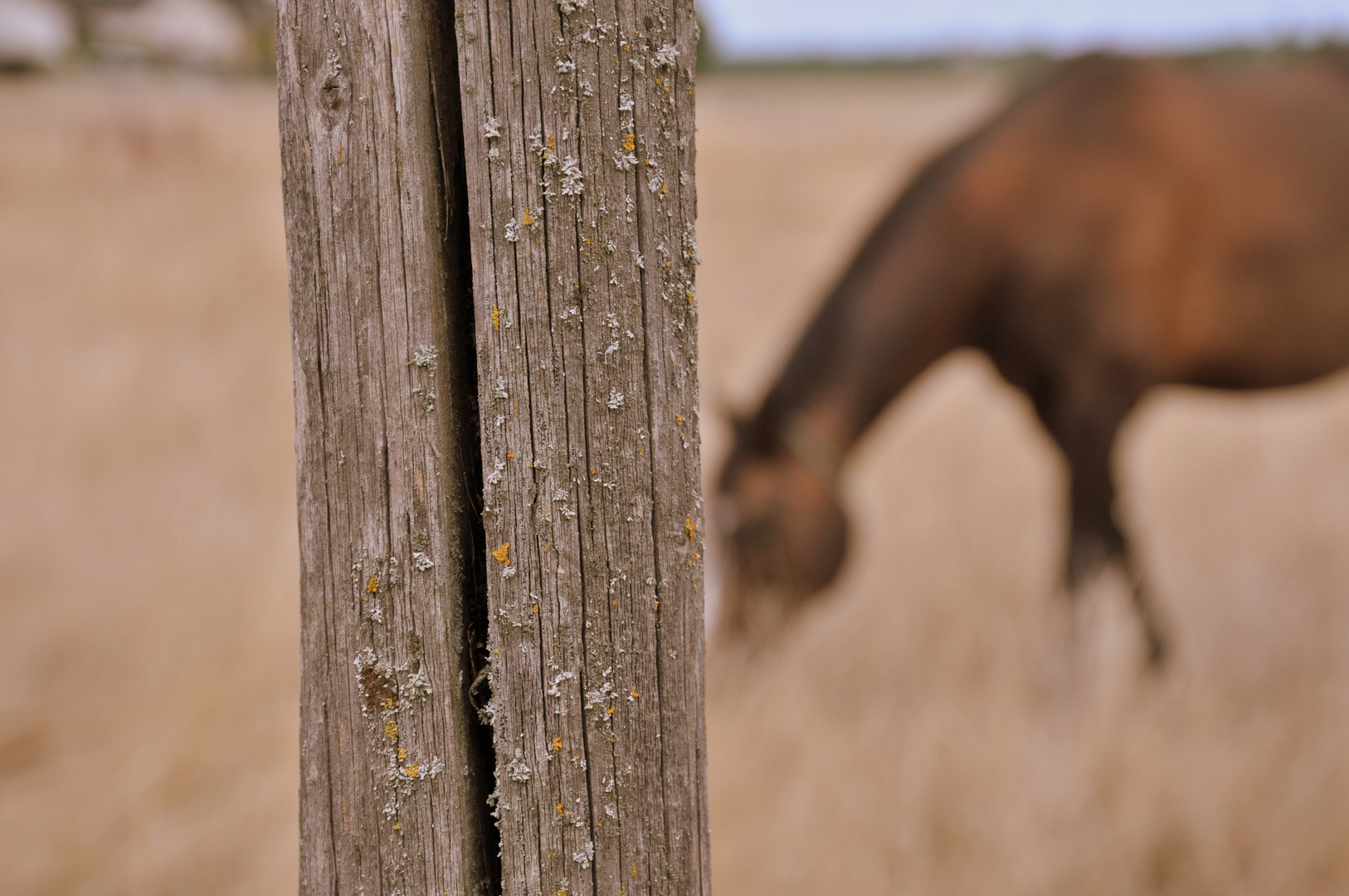 Pferd und Pfosten