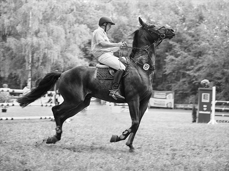 Pferd und Reiter