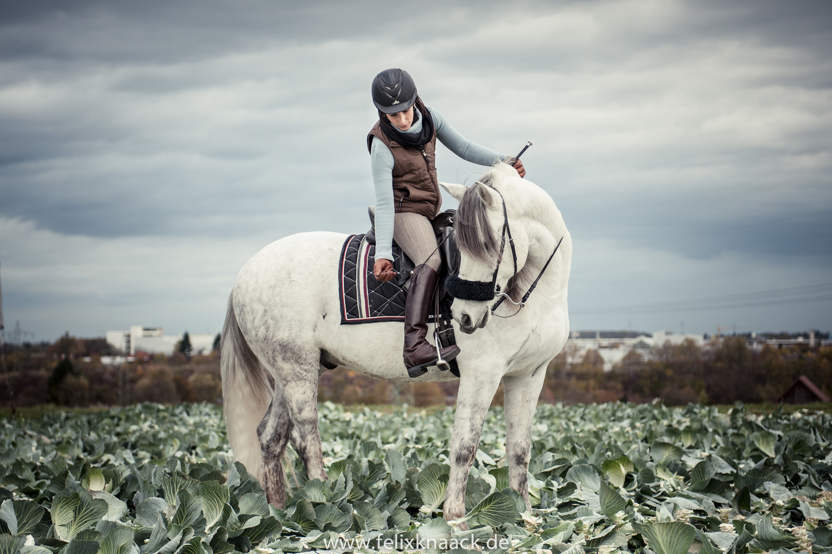 Pferd und Reiter auf Rosenkohlfeld