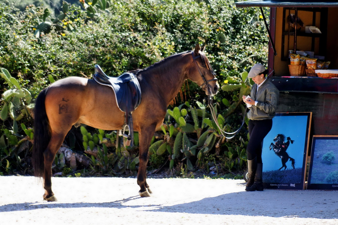 Pferd und Reiterin in Andalusien