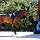 Pferd und Reiterin in Andalusien