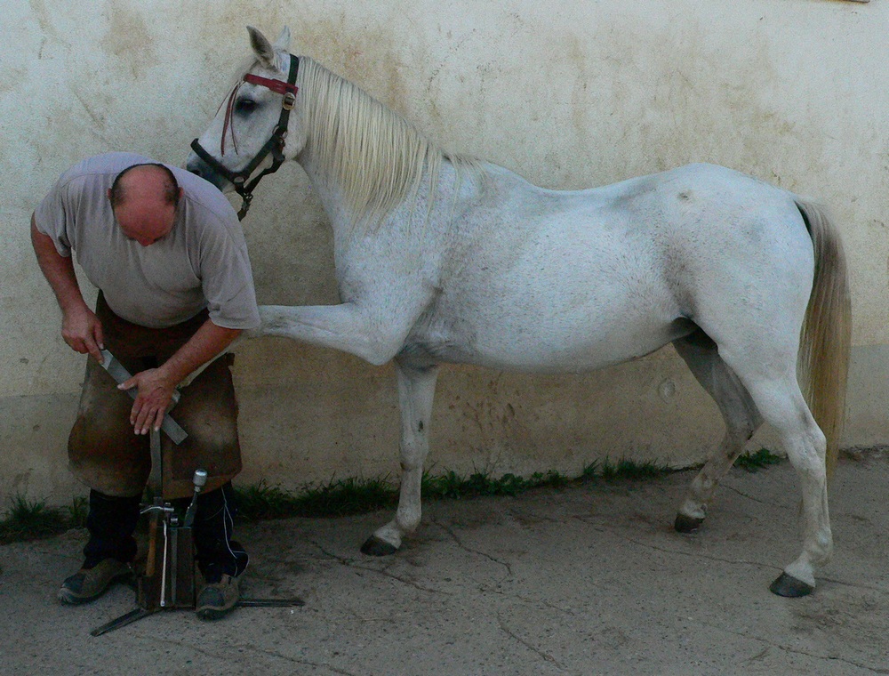 pferd und schmied