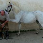 pferd und schmied