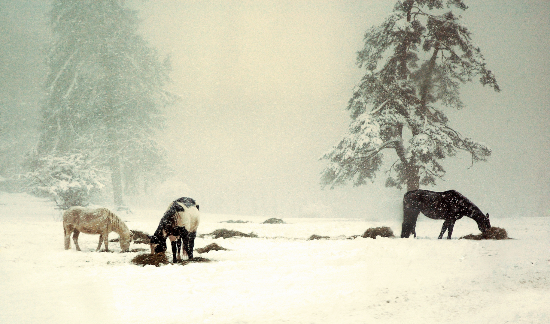 Pferd und Schnee