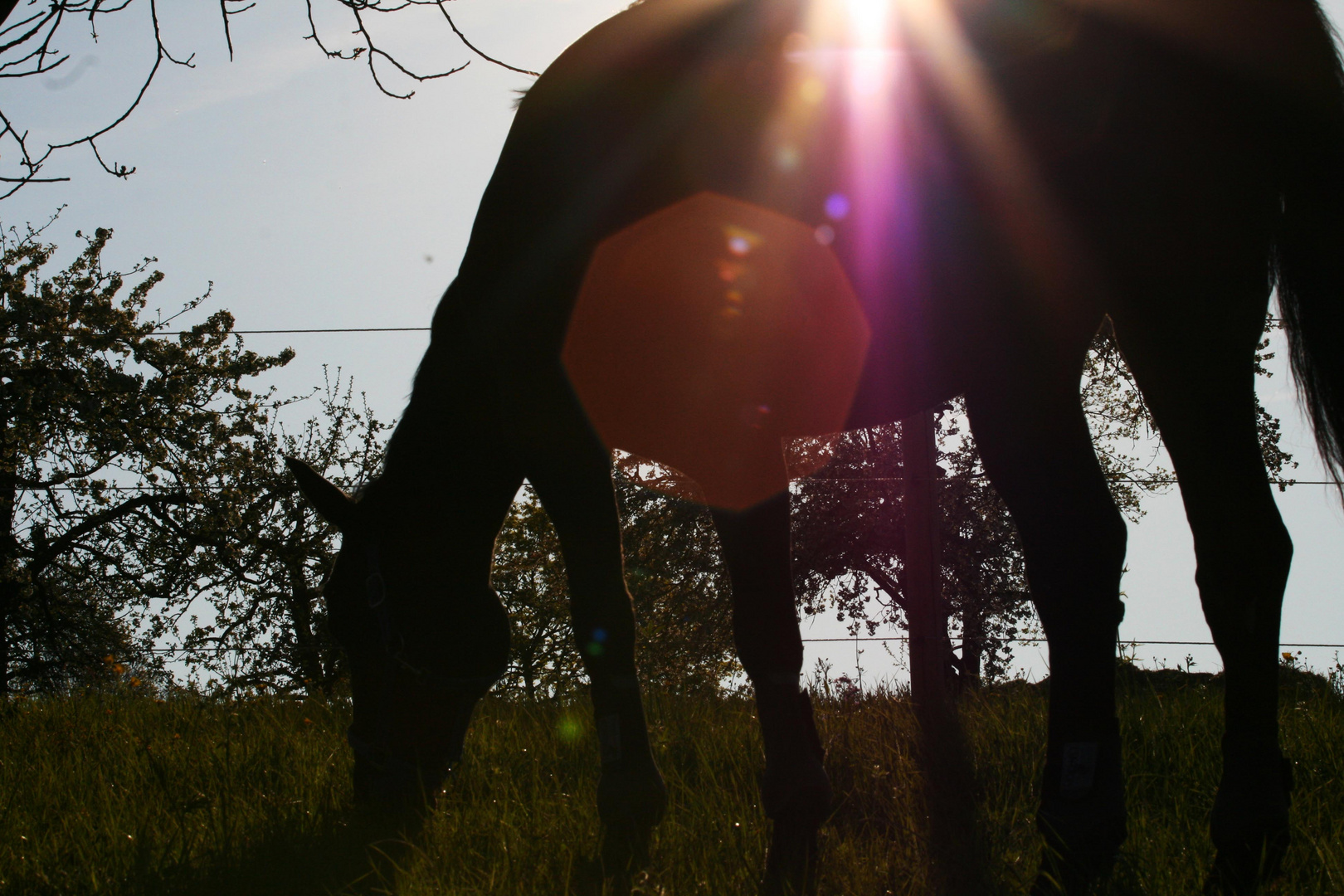 Pferd und Sonne