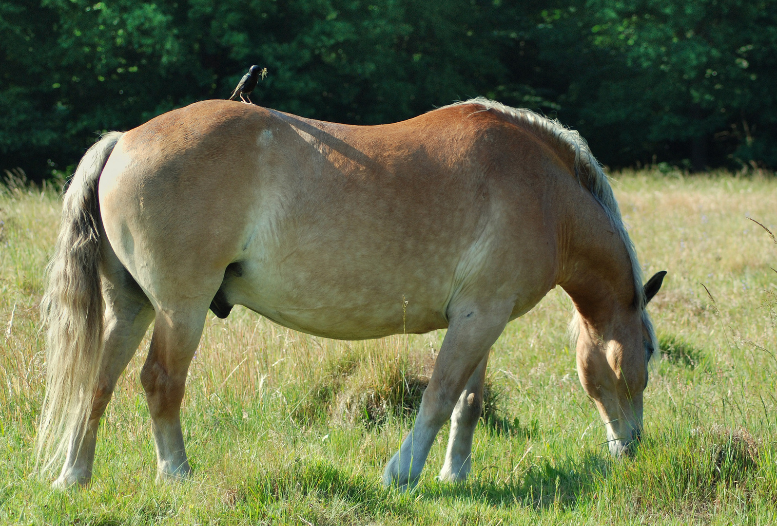 Pferd und Star