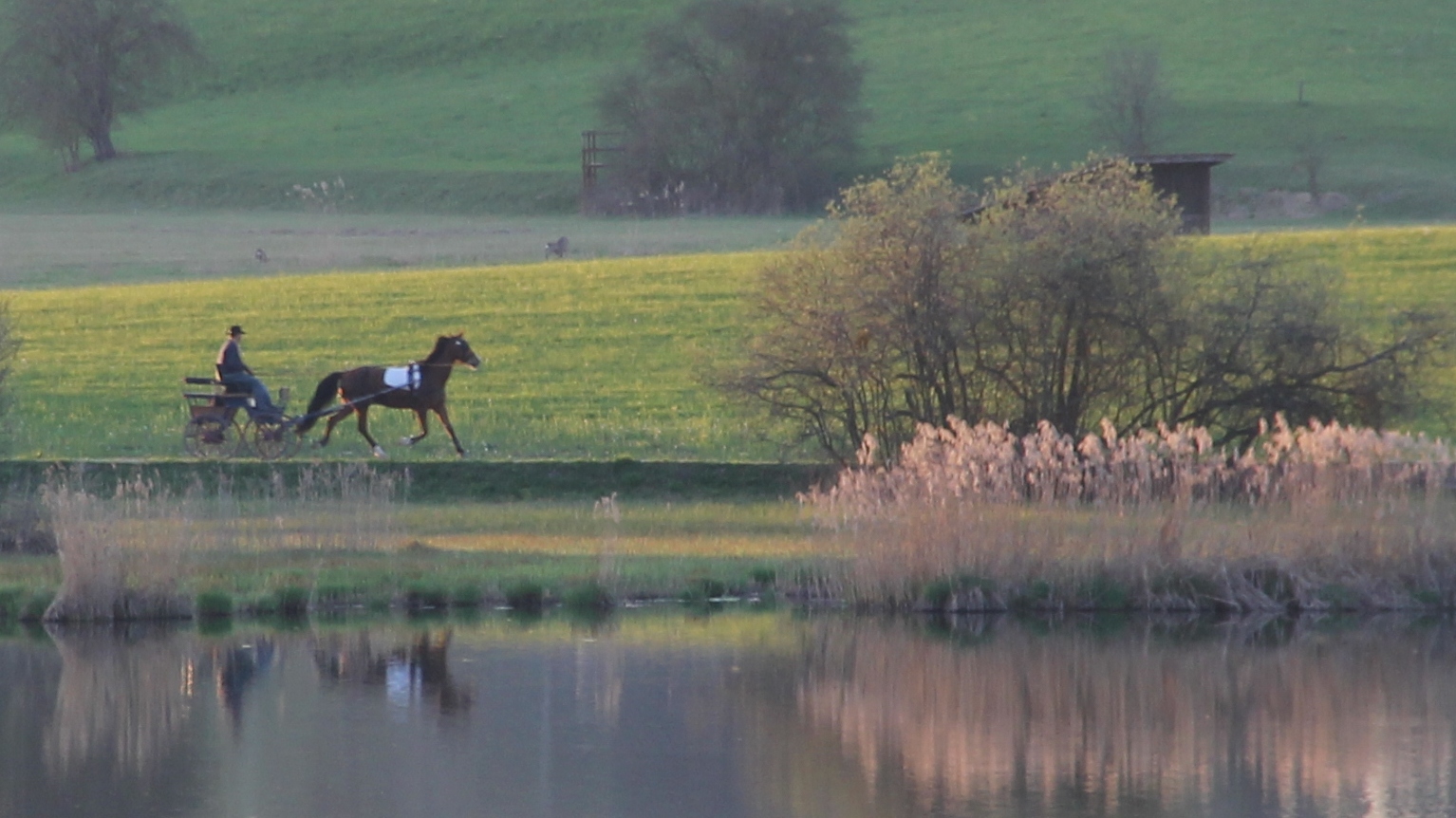 Pferd und Wagen