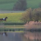 Pferd und Wagen