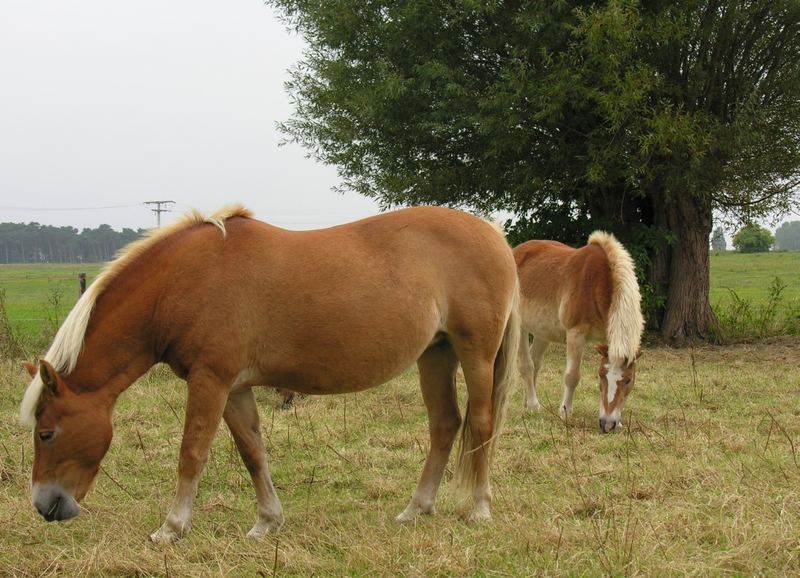 Pferd und Weide auf der Weide in Ahrenshoop