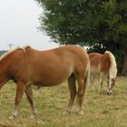 Pferd und Weide auf der Weide in Ahrenshoop