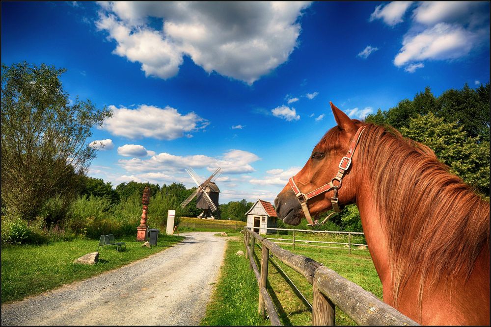 Pferd und Windmühle