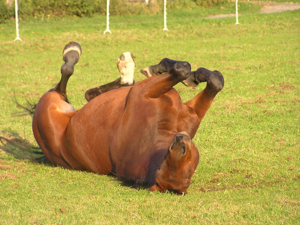 Pferd verkehrt