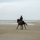 Pferd versus Strandwanderer