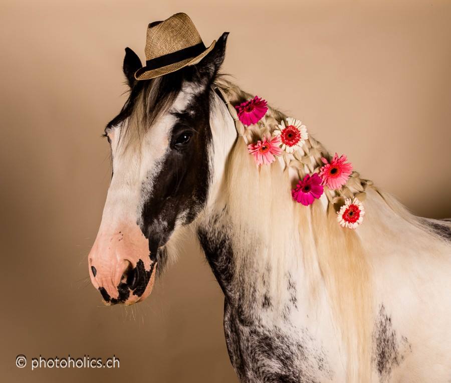 Pferd von Heute trägt Hut...