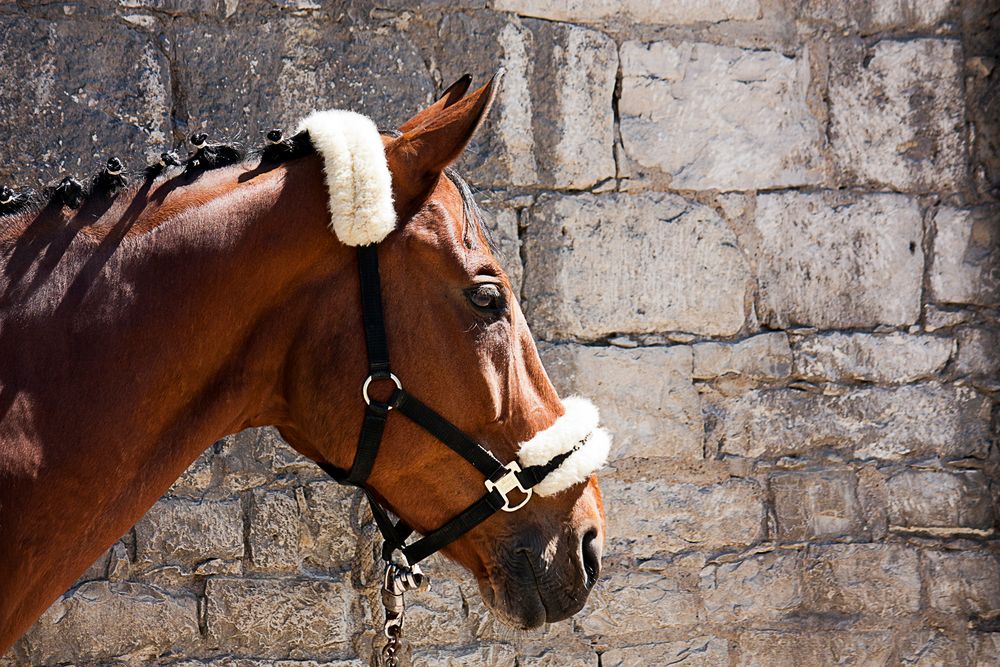 Pferd vor der Mauer