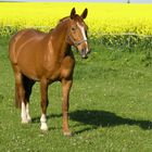 Pferd vor Rapsfeld auf grüner Weide