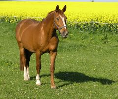 Pferd vor Rapsfeld auf grüner Weide