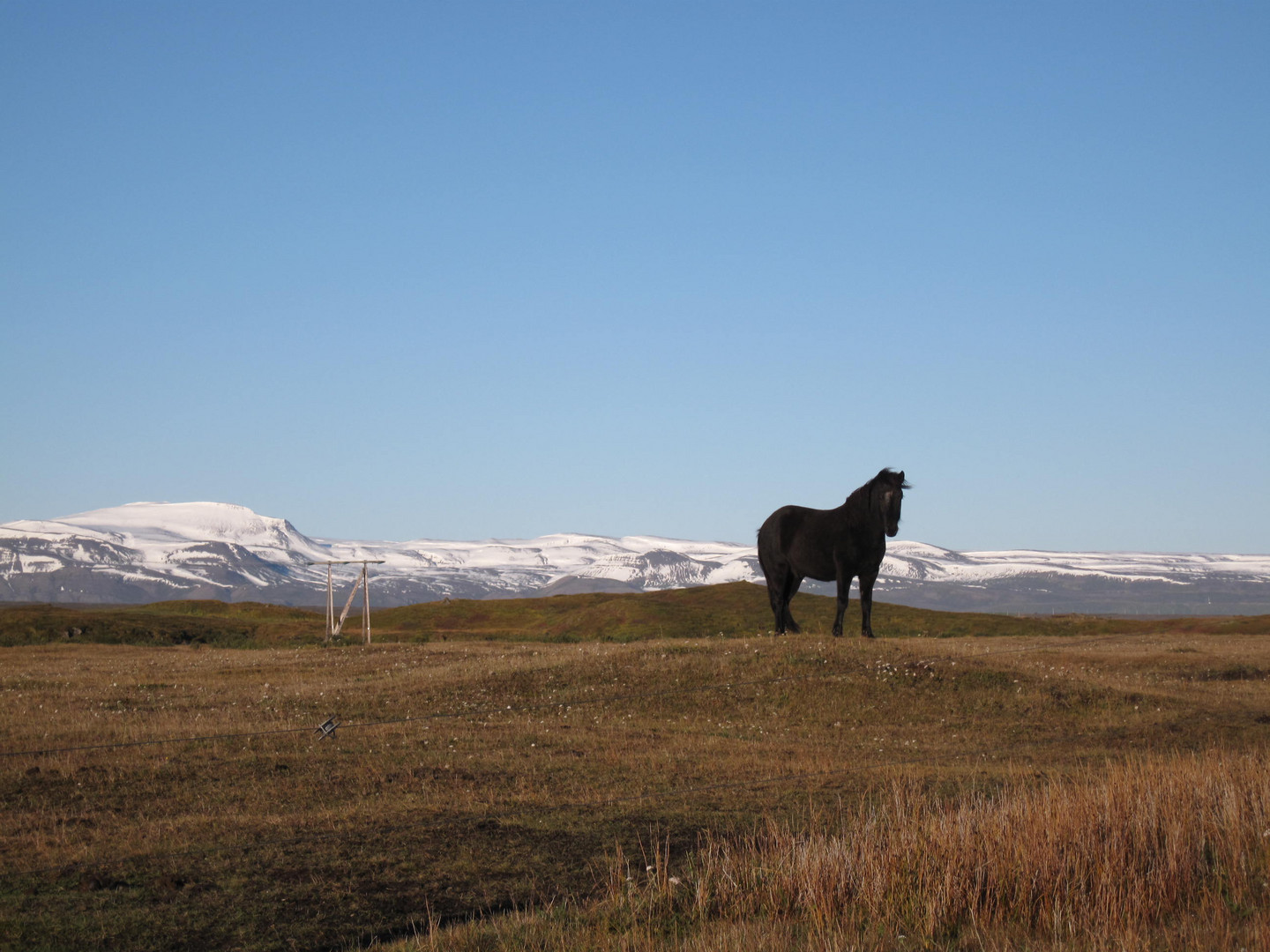 Pferd vor Vulkan