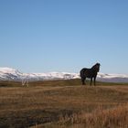 Pferd vor Vulkan