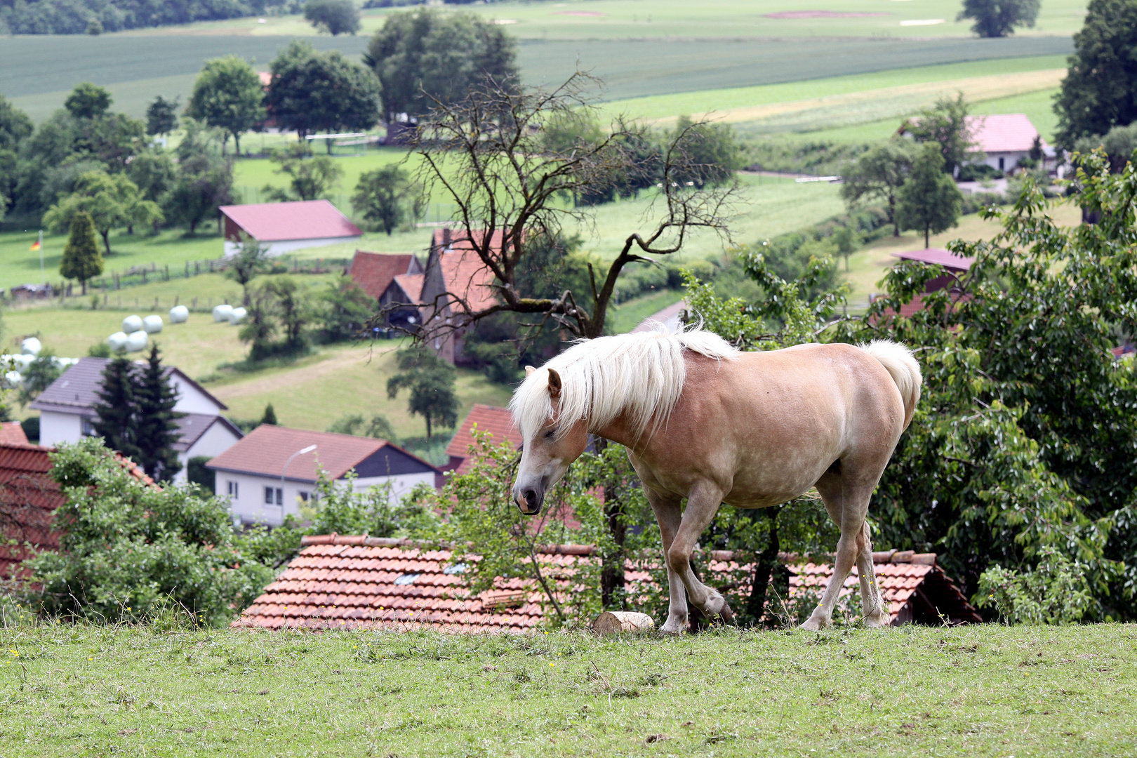 Pferd vorm Dorf