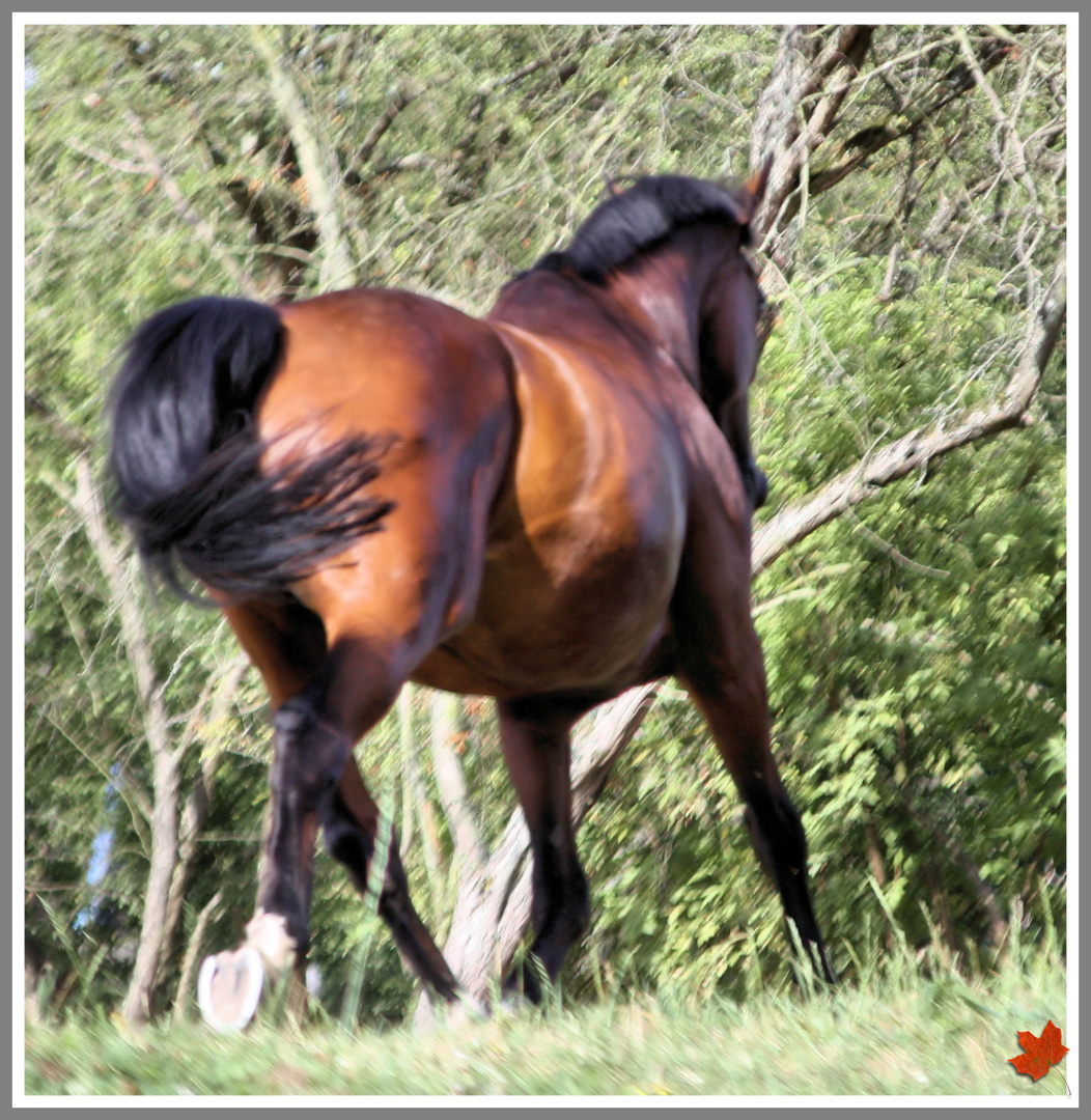 ... Pferd weg - Bild verschwommen