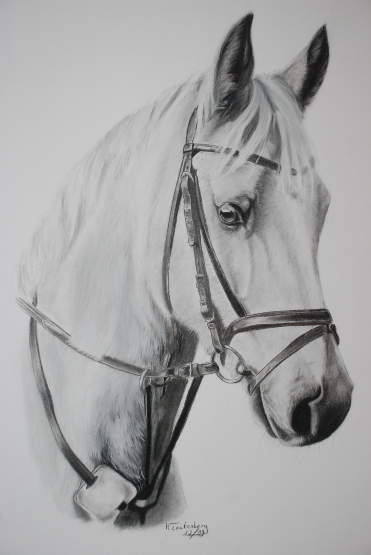 Pferd Zeichnung Foto & Bild | tiere, haustiere, pferde, esel, maultiere