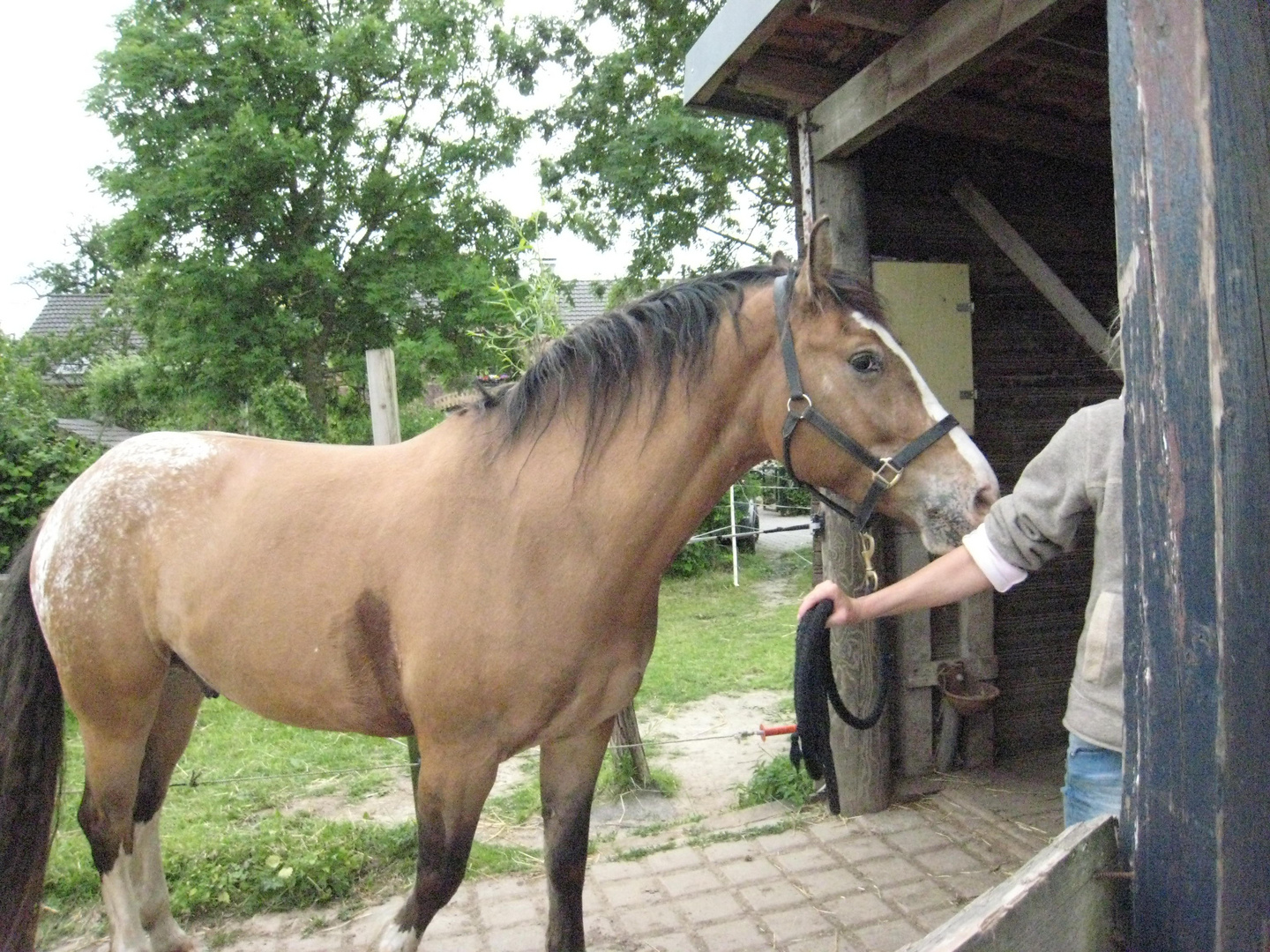 Pferd zurück zur Weide