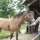 Pferd zurück zur Weide