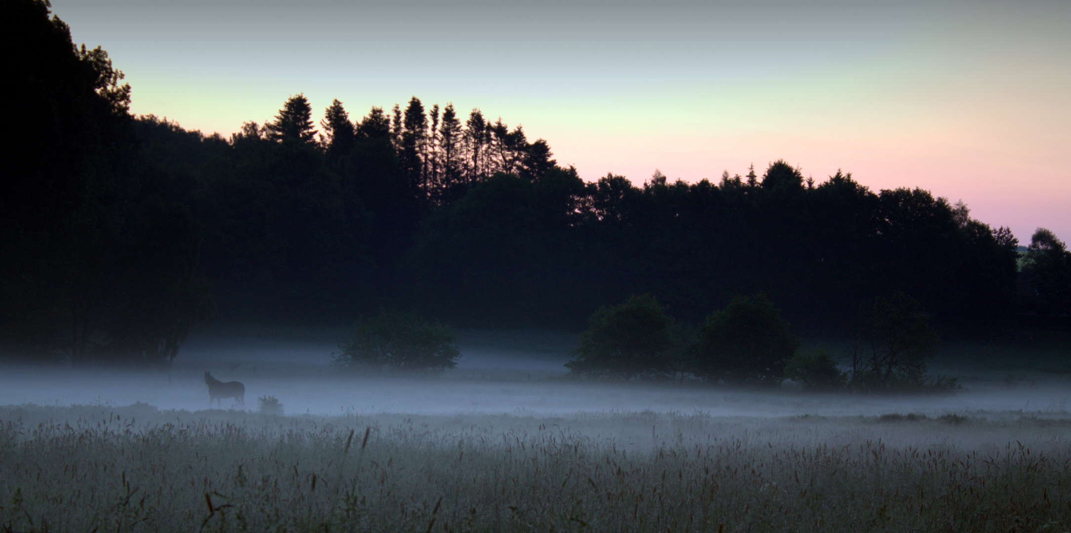 Pferd_bei_Nacht