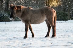 Pferdchen im Britzer  Garten