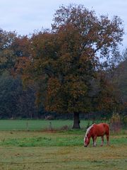 Pferdchen im Herbst