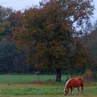 Pferdchen im Herbst