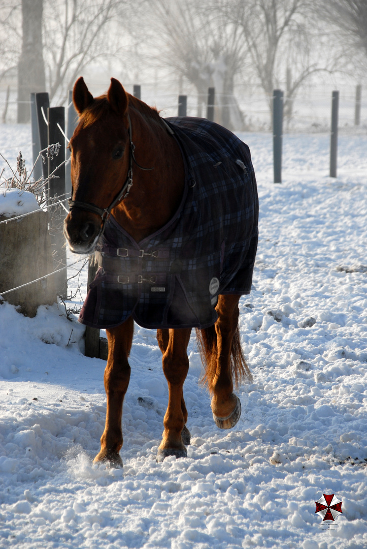 Pferdchen im Schnee