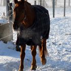 Pferdchen im Schnee