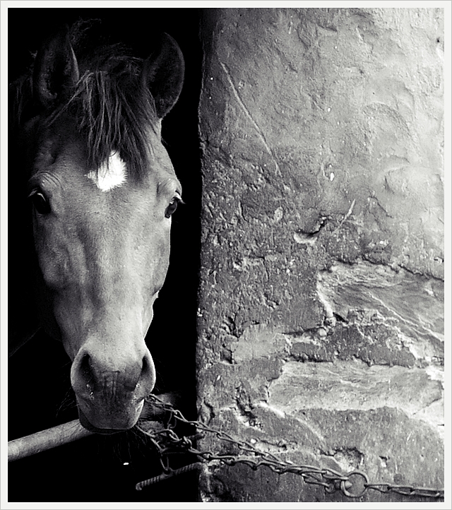 PFERDCHEN IM STALL