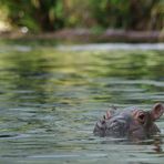 Pferdchen im Wasser