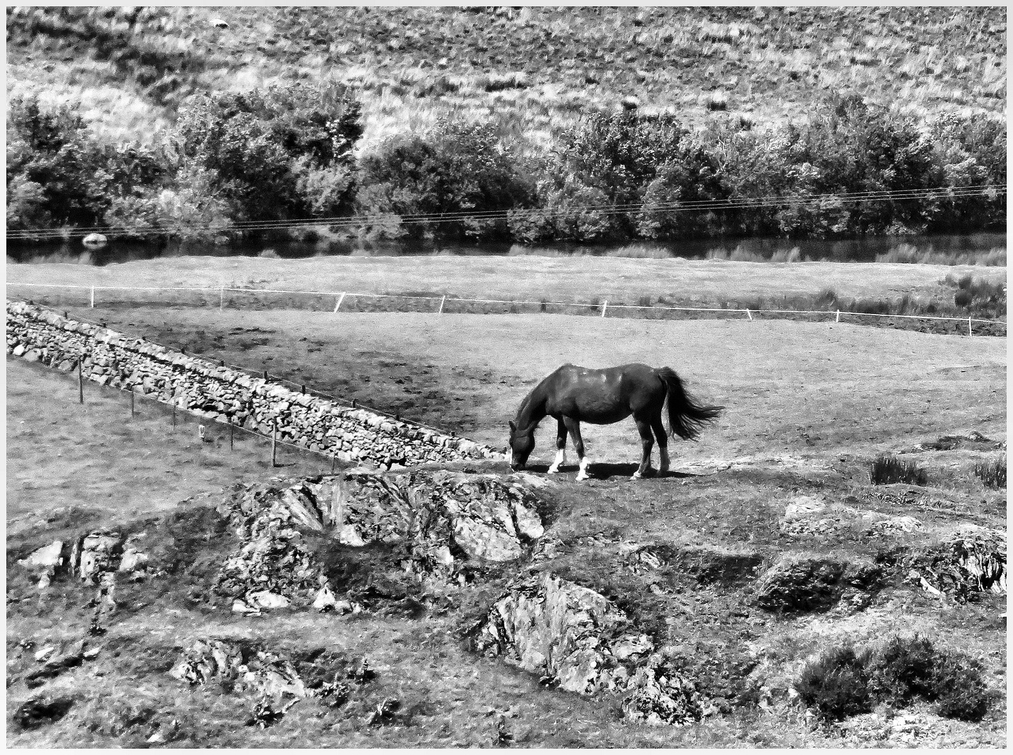 Pferdchen in Wales