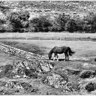 Pferdchen in Wales