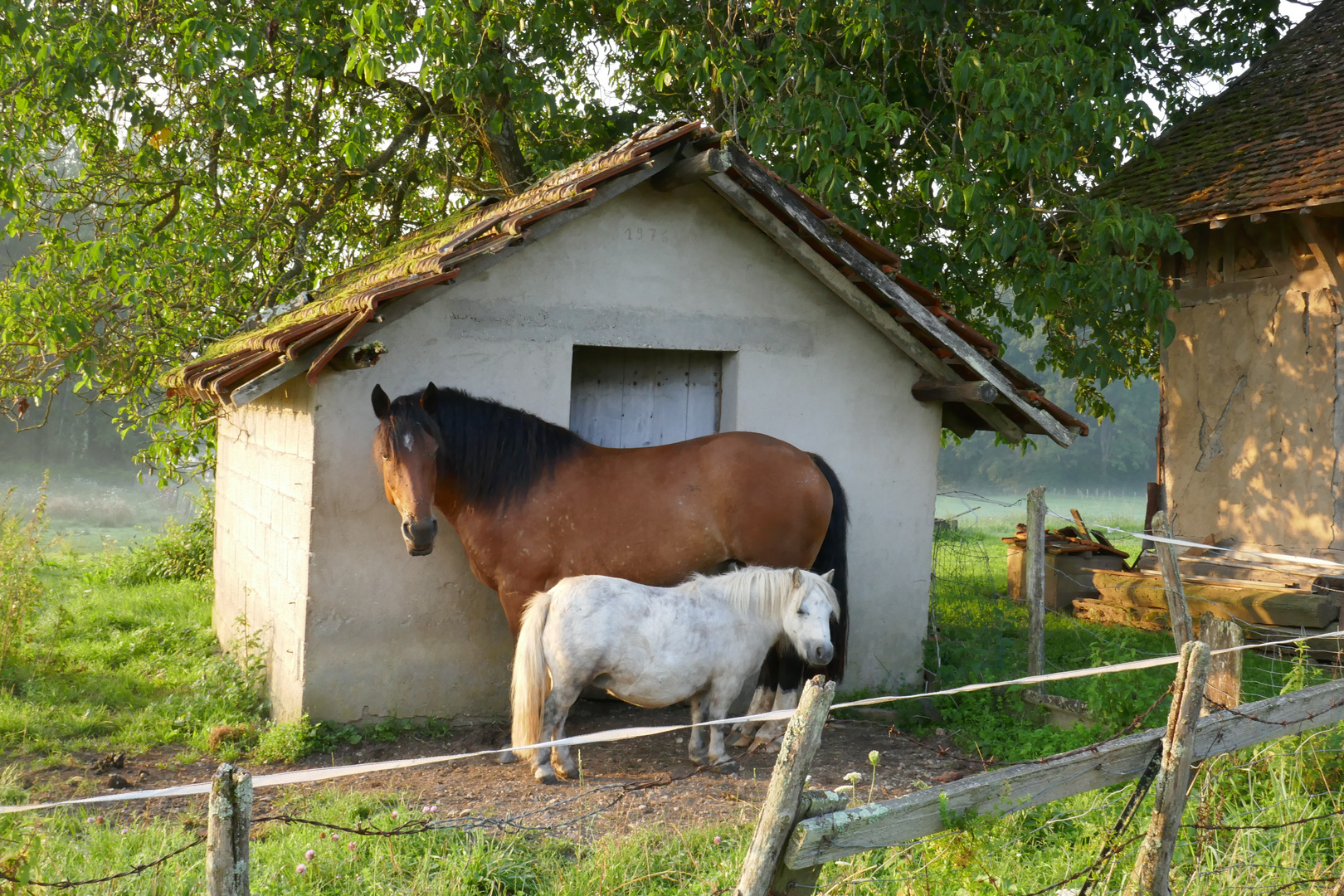 Pferdchen kuschelt mit Ponny