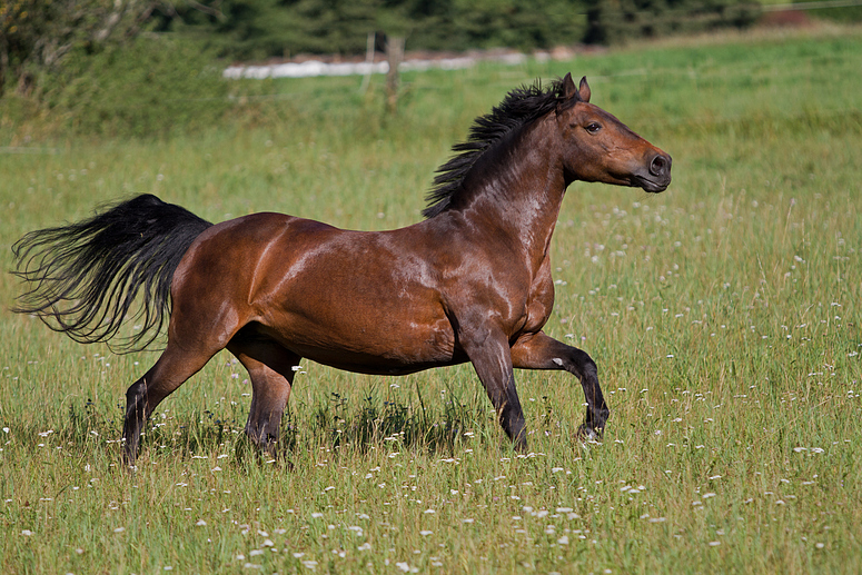 Pferdchen lauf Galopp