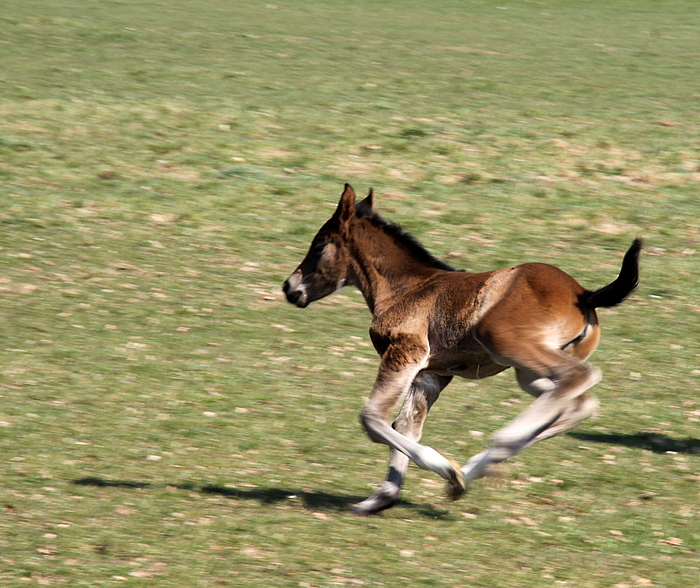 ...Pferdchen lauf galopp