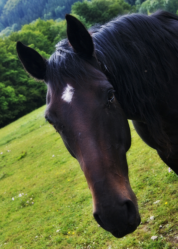 Pferdchenportrait