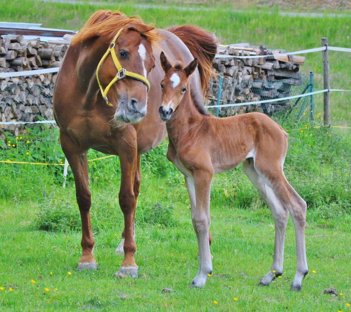 Pferde 05: Mutter & Kind