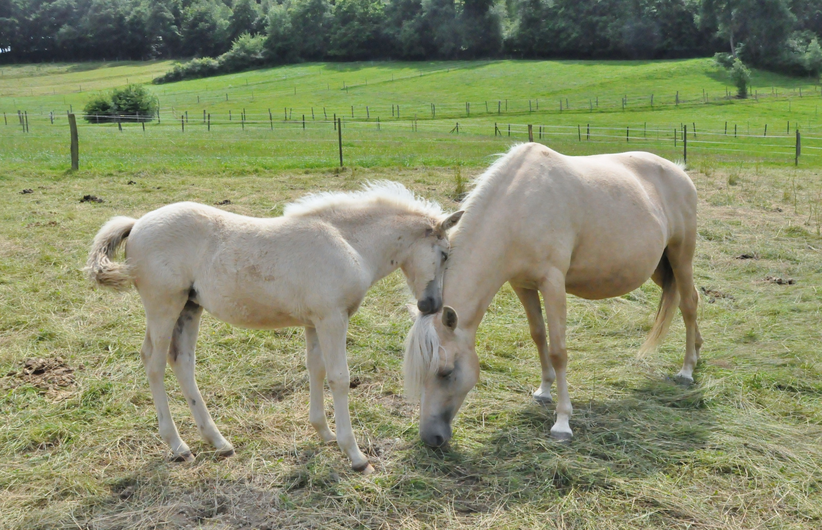 Pferde 16: Mutter & Kind