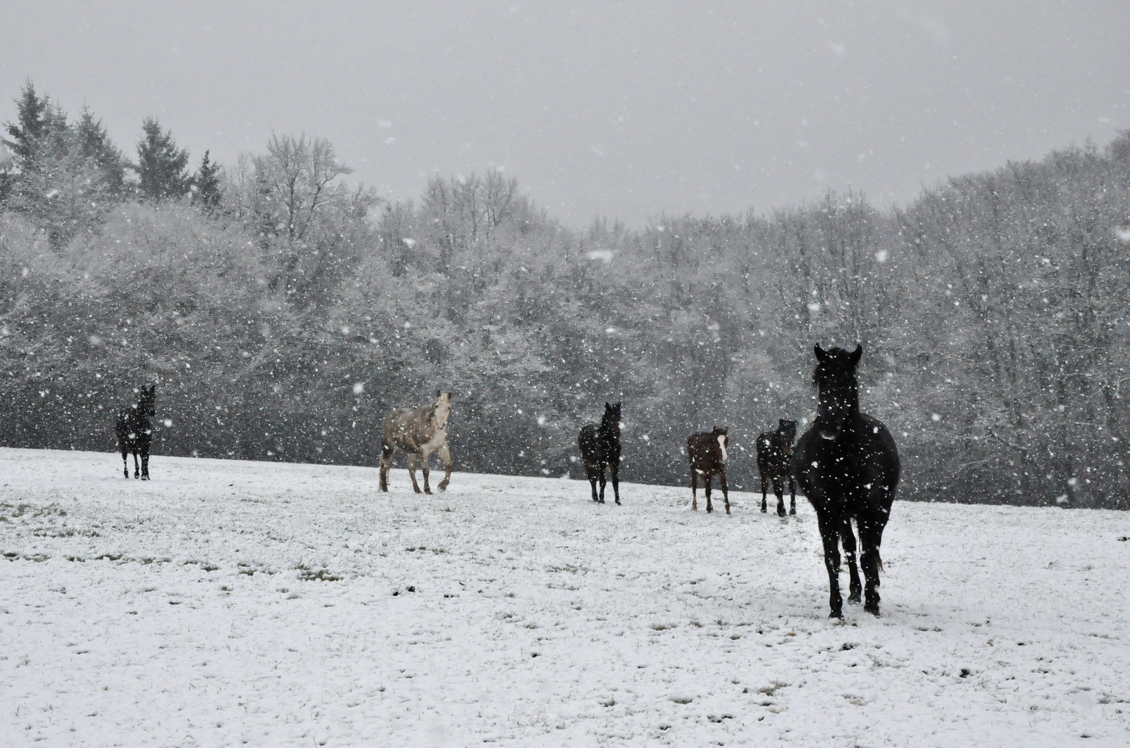 Pferde 18: Schneefall