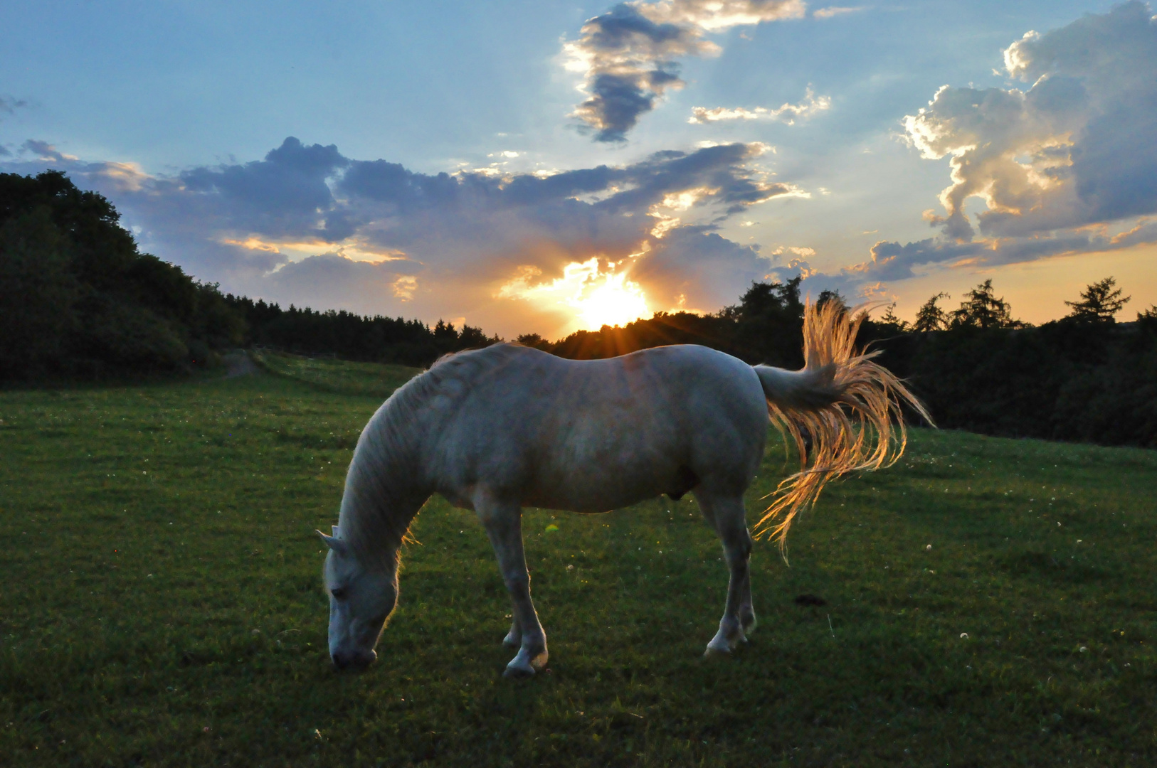 Pferde 25: Sonnenuntergang